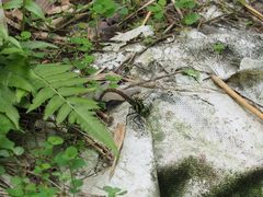 Polycanthagyna erythromelas