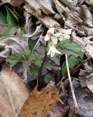 Cardamine flagellifera