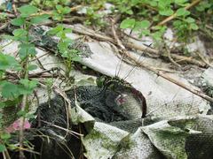 Polycanthagyna erythromelas