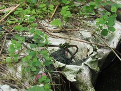 Polycanthagyna erythromelas