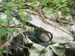 Polycanthagyna erythromelas