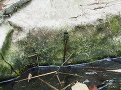 Polycanthagyna erythromelas