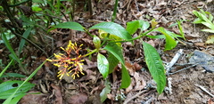 Palicourea padifolia