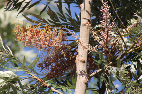 silk oak