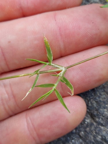 teal lovegrass (Eragrostis hypnoides)