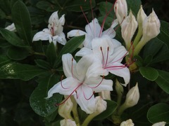 Rhododendron arborescens