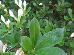 Rhododendron arborescens