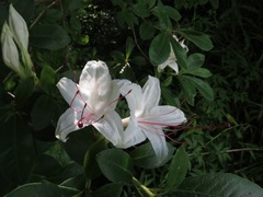 Rhododendron arborescens
