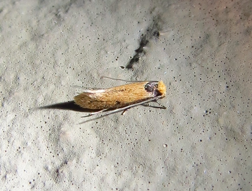 Curve-lined Homostinea Moth