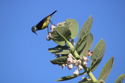 Variable Sunbird