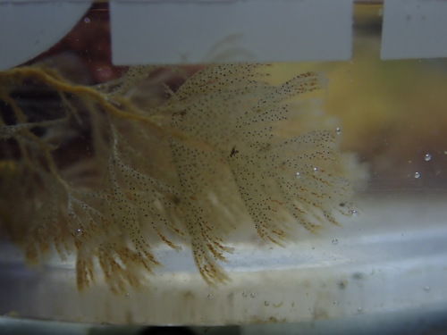 Bugulina californica