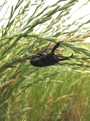 Dorcus rectus rectus