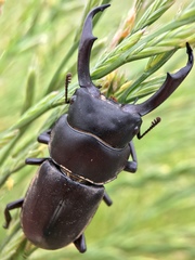 Dorcus rectus rectus