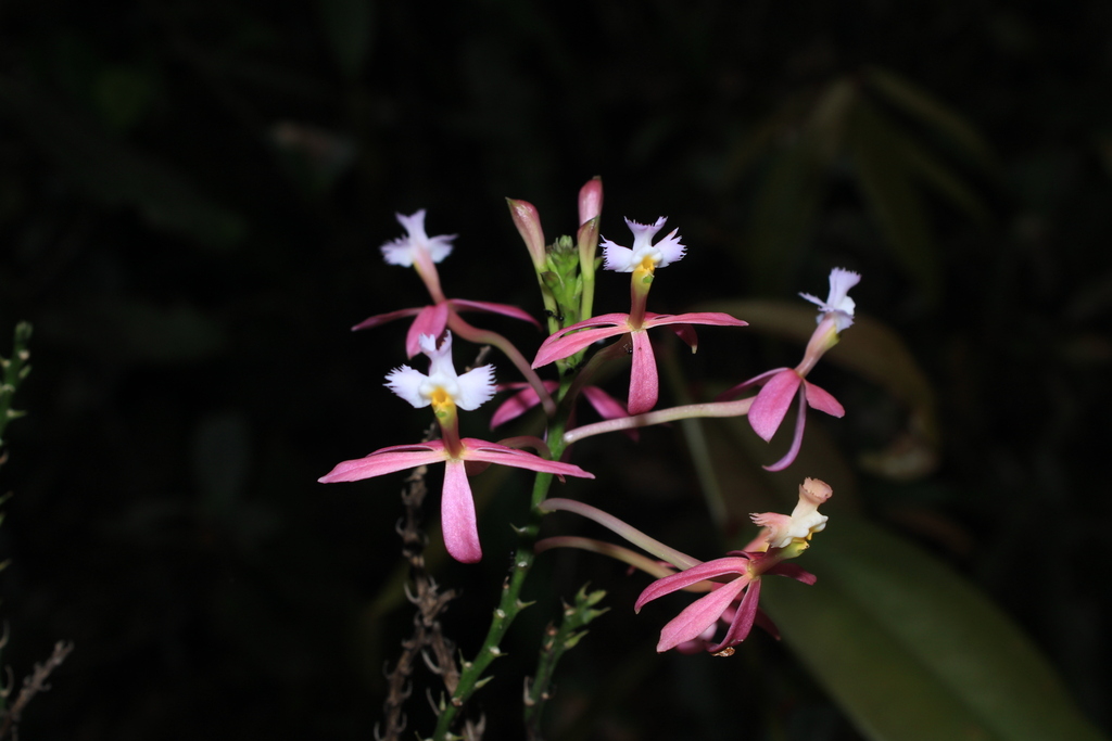 Epidendrum susannae