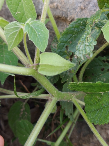 Image of Husk Tomato (Physalis pubescens) by no rights reserved