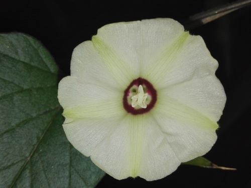 Gold Dwarf Morning Glory