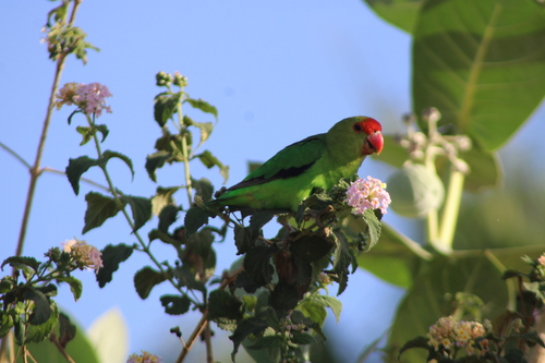 Black-winged Lovebird