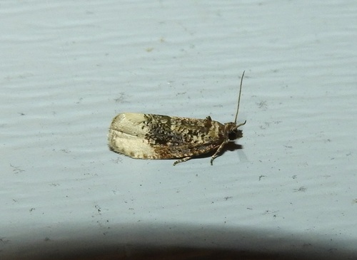 Off-white Hedya Moth photo 2