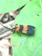 Calopteron reticulatum