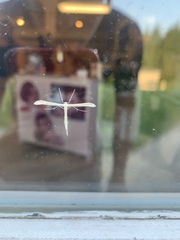 Hellinsia homodactylus