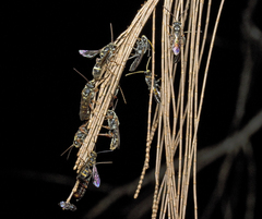 Lasioglossum peraustrale