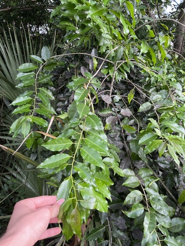 Image of Ilex krugiana by no rights reserved
