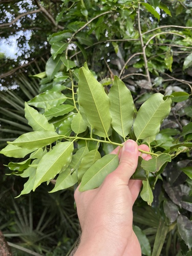 Image of Ilex krugiana by no rights reserved