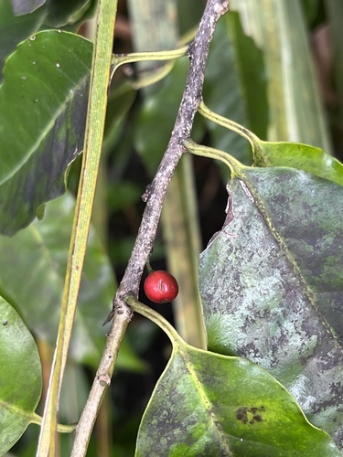 Image of Ilex krugiana by no rights reserved