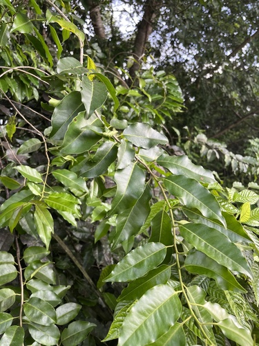 Image of Ilex krugiana by no rights reserved
