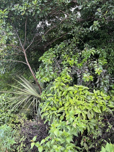 Image of Ilex krugiana by no rights reserved