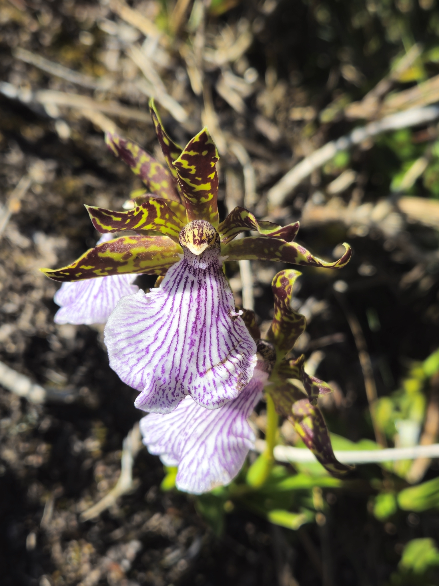 Imagem de Orquídea
