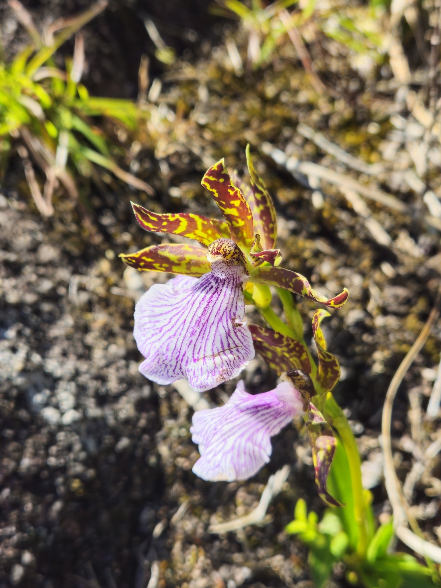 Imagem de Orquídea