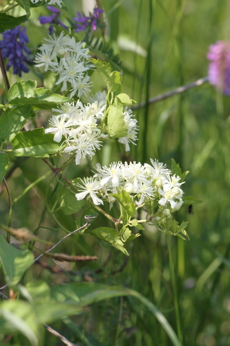 Western Virgin's Bower
