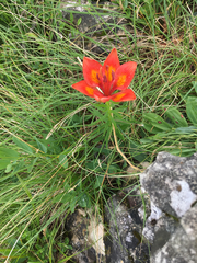 Lilium bulbiferum