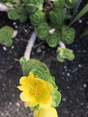 Portulaca molokiniensis