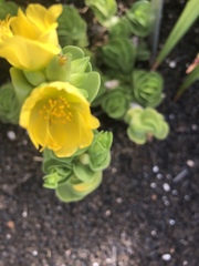 Portulaca molokiniensis