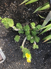 Portulaca molokiniensis