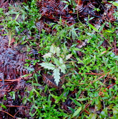 Alectryon excelsus excelsus