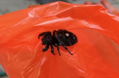 Phidippus audax