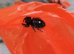 Phidippus audax