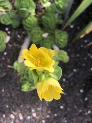 Portulaca molokiniensis