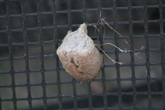 Tenodera sinensis