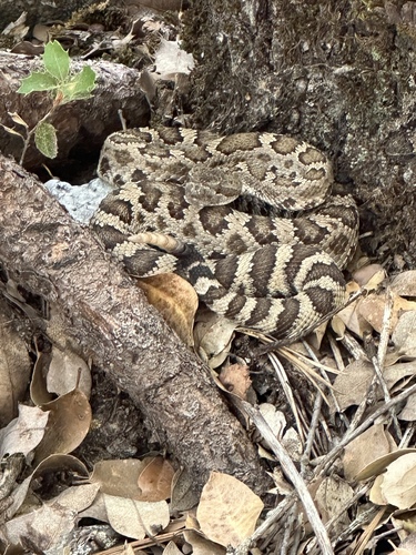 iNaturalist observation photo of Western Rattlesnake