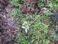 Alectryon excelsus excelsus