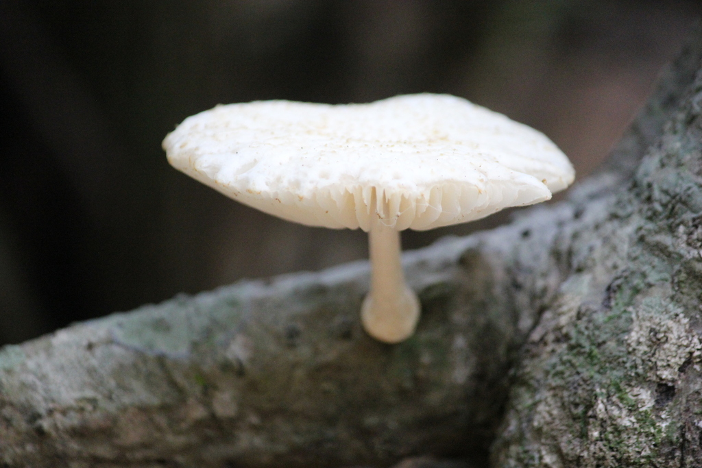 Oudemansiella cubensis · July 2024 · photo: © rafaeltravassos (iNaturalist, cc-by-nc)