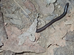 Bonda Blind Snake