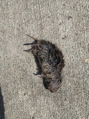 Microtus ochrogaster