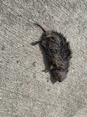 Microtus ochrogaster