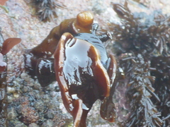 Laminaria setchellii