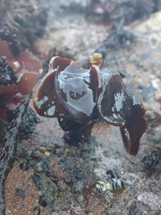Laminaria setchellii